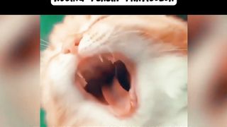 Kucing Persia Particolor