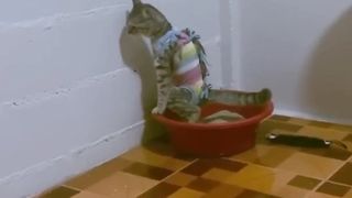 Funniest Animals 2023 ???????? Best Cats and Dogs Videos