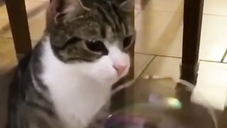 Смешные видео ролики 2