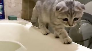 Кошка купается, смешные видео