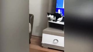 Best Funny Dogs And Cats Videos 2