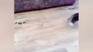Funny Animalse video