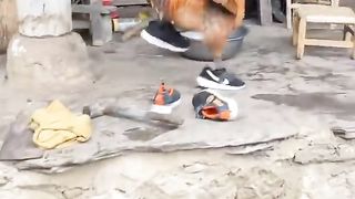 Cocky Crossover | "LeBron Cock" - Basketball Rooster Extravaganza | Fun and Feathery Dunk | FunFM