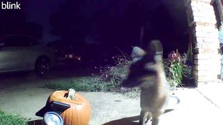 Foxy Surprise | "A Fox Peed on My Pumpkin on Halloween" - Unexpected Trick or Treat | Fun | FunFM