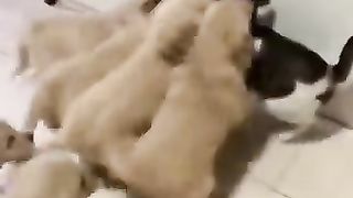 Kitten attack by 10 Cute Puppies