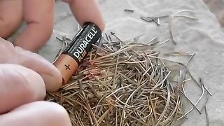 Wild survival tips that may save lives