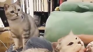 Jealousy in beautiful cat's eyes