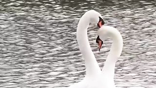 Lovely video 17
