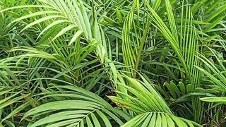 Bibit Sawitnya Hijau Banget