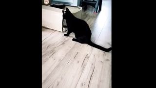 New Funny Animals - Funniest Cats and Dogs Videos