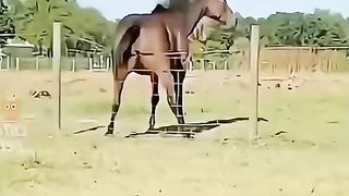 All about animal