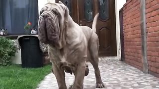 10 Unlawfull Dog Breeds