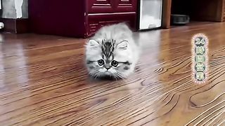 Funny Cats 57
