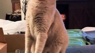 bell ringing cat