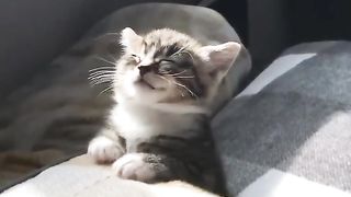 cat that wants to sleep