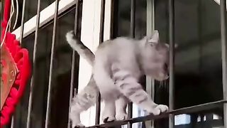 A cat walking in an amazing place