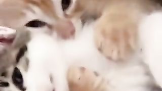Cats hugging each other 2