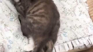 Kittens hugging each other