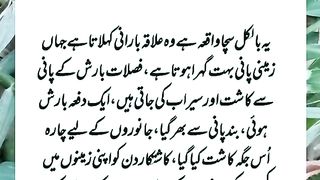Heart_Touching_Story_|_مظلوم_عورت_کے_کی_بددعا_کا_عبرتناک_انجام_|_Pak_Urdu_Stories(360p)