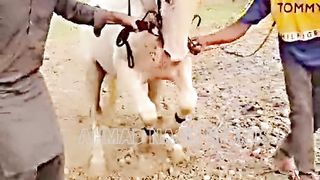 #foryou #foryoupage #fyp #Ahmad#horsepower#trending #15#fyp