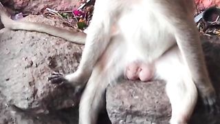 Funniest Animals New