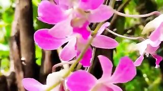 Pink orchid