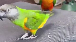 Birdy bird