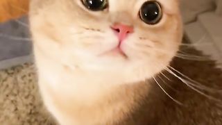 猫咪 3