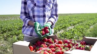 TOP 15 BIGGEST AGRICULTURAL MACHINES