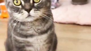 Pets lovers 2