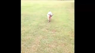 Funniest Animal 3