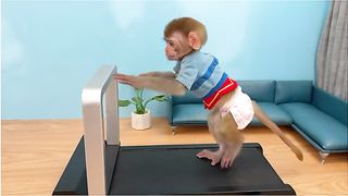 Cute Baby Monkey