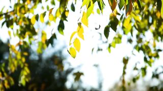 Relaxation Mind and Body | Natural View | Calming Video | #nature #febspot