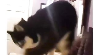 he forgot he had a tail