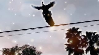 Un Phénix filmé en vrai