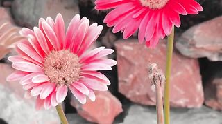 Flowers ????????