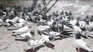 Kal sery kal dum parvazi pigeon best flying