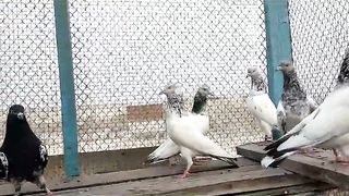 Beautiful pigeon breeder pair