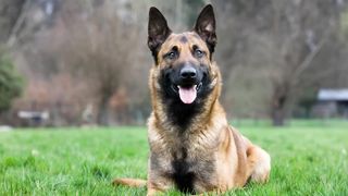 GOOD DOG #DOG #CHIEN