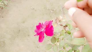 Rose ????