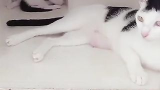 Mia cute pet