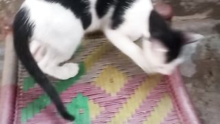 Mia was kitten ????