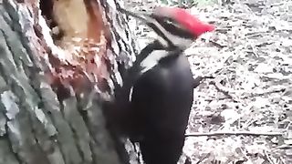 wow power of woodpecker bird