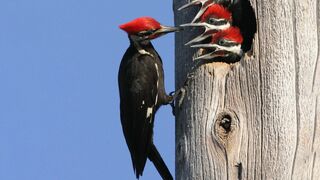 funny woodpecker moment