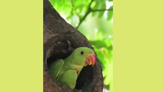 Funny parrot moment