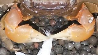 The Crab is eating