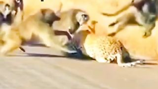 Fighting, Macan VS Monkeys