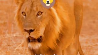 King of the Jungle 4