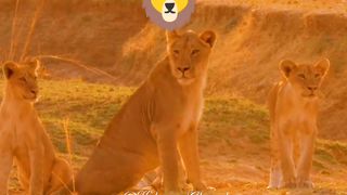 The lion is stalking prey