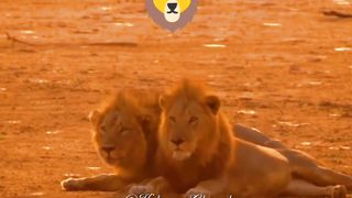 The king is relaxing